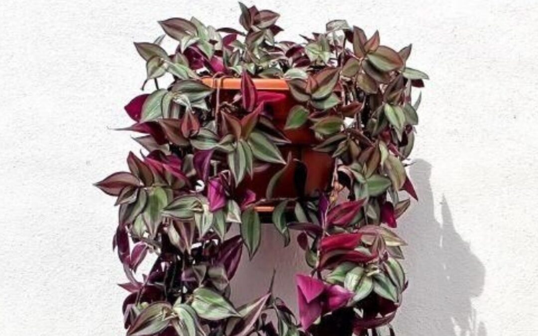 Wandering Jew Plants: Complete guide
